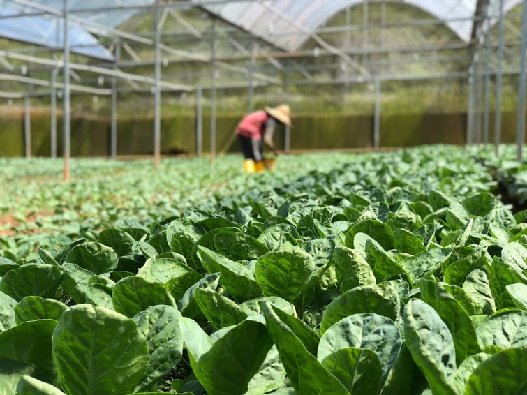 Farmer in the field cultivating plants