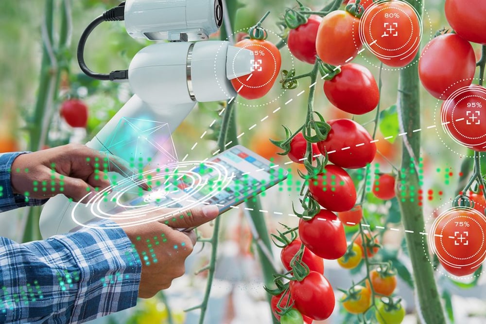 Künstliche Intelligenz erkennt Infektionsrisiken von Pflanzenkulturen frühzeitig