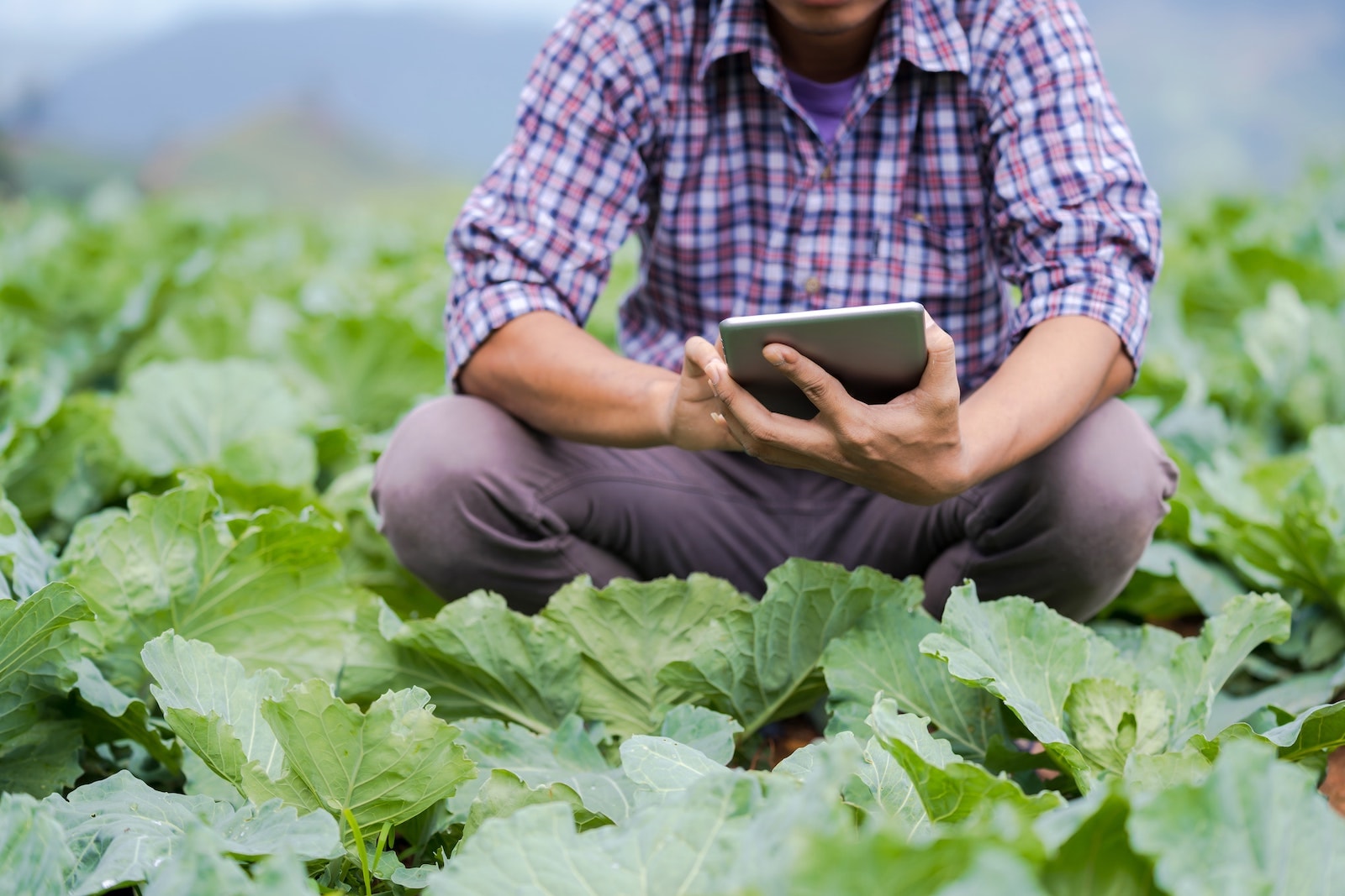 Sustainable food system through digital systems